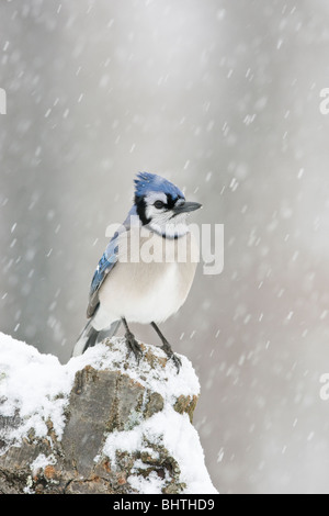 Geai bleu perché dans la neige - verticale Banque D'Images