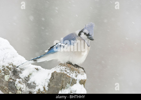 Geai bleu perché dans la neige Banque D'Images