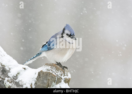 Le Geai bleu dans la neige Banque D'Images