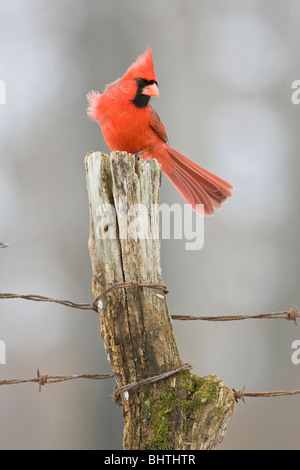 Cardinal rouge perché sur piquet en hiver - verticale Banque D'Images