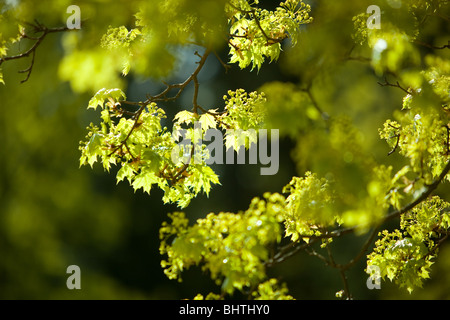 Norway Maple, Acer platanoides, blossom Banque D'Images