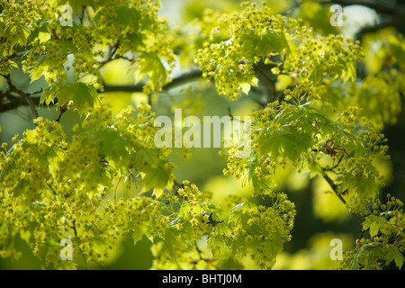 Norway Maple, Acer platanoides, blossom Banque D'Images