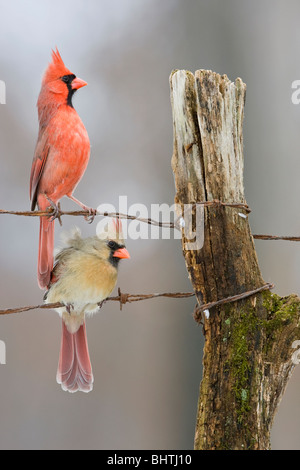 Le Cardinal rouge, perché sur une clôture en hiver - verticale Banque D'Images