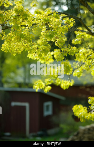 Norway Maple, Acer platanoides, blossom Banque D'Images