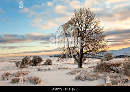 Arbre couvert de glace sur l'Ardanaiseig moorland en hiver Wales UK Banque D'Images