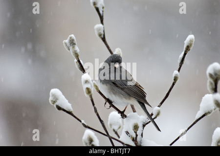 Dark-eyed Junco perché sur la neige dans la direction générale Banque D'Images