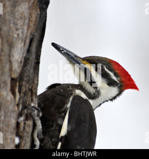 Head Shot of Grand Pic sur l'arbre mort en Indiana Banque D'Images