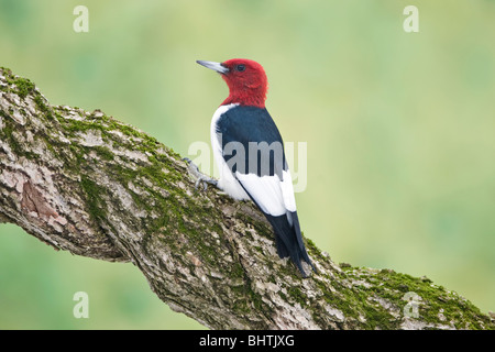 Pic à tête rouge perché sur Twisted Vine Banque D'Images