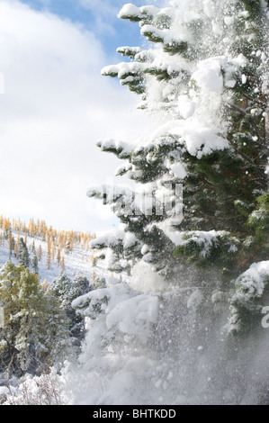 Chute de neige de la région des branches d'arbre. Banque D'Images