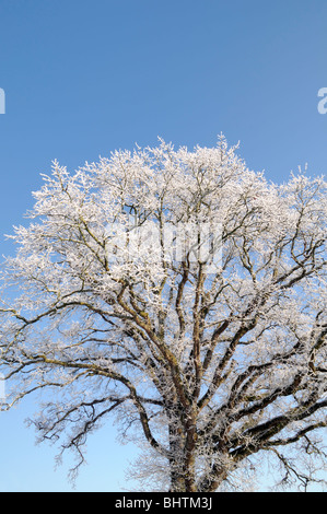 Un chêne Quercus sp couvert de givre et de tapis tapis de neige blanc hiver ciel bleu Banque D'Images