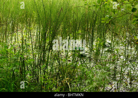 E. palustre est une plante vivace cryptophyte, croissante entre 10 à 50 centimètres (4' à 20'), dans de rares cas, jusqu'à un mètre Banque D'Images