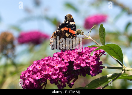 Vanessa atalanta papillon amiral rouge nectra suceurs de buddeleia Banque D'Images