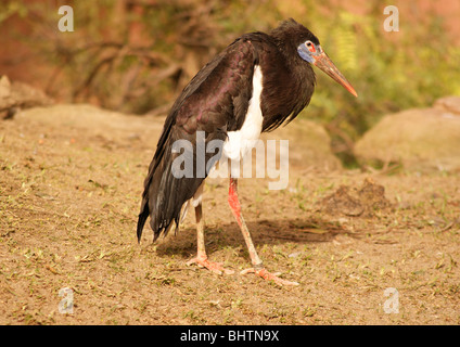 L'OISEAU ABDIM CIGOGNE Banque D'Images