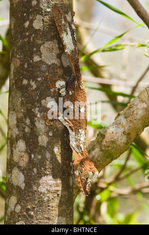 Gecko à queue de feuille moussus (Uroplatus sikorae), endémiques, Madagascar Banque D'Images