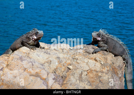 Deux rock iguana se repose sur une grosse roche avec de l'eau dans l'arrière-plan, à Crown Bay sur l'île de St Thomas Banque D'Images