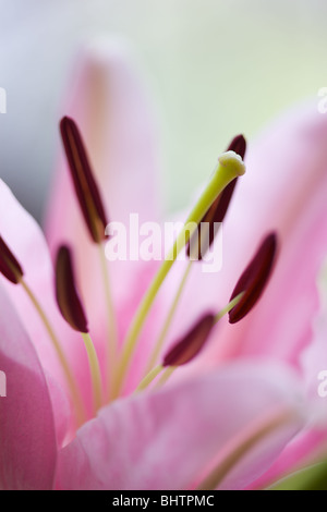 Close up of a Stargazer Lily en utilisant un objectif macro 100mm Banque D'Images