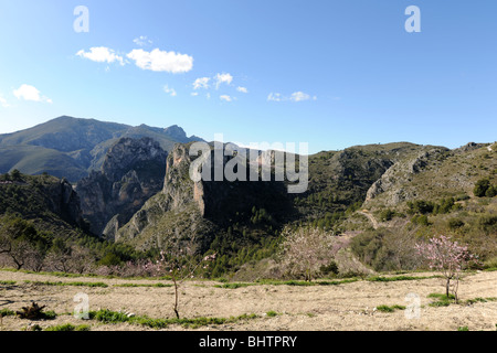 Paysage de montagne en février d'amandiers en fleurs, nr Tarbena Alicante, Province, Communauté Valencienne, Espagne Banque D'Images