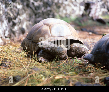 Aldabra Tortue géante, la Digue, Îles intérieures, République des Seychelles Banque D'Images