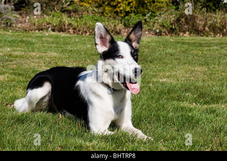 Portrait croix collie puppy Banque D'Images