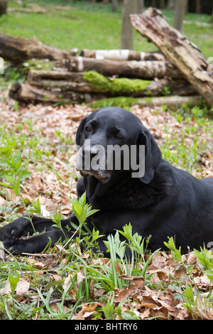 Portrait noir labrador âgés assis dans les bois Banque D'Images