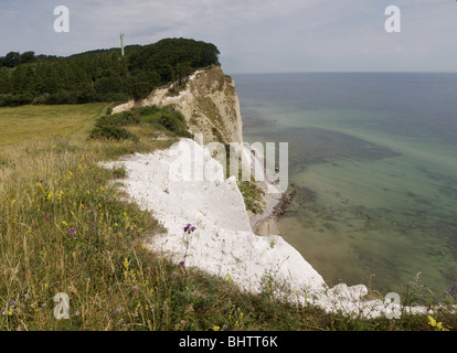 La partie sud de la falaise de Møn est un monument impressionnant. Situé à la côte est du Danemark vers la mer Baltique Banque D'Images