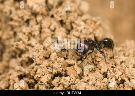 Messor barbarus ant la récolte Banque D'Images