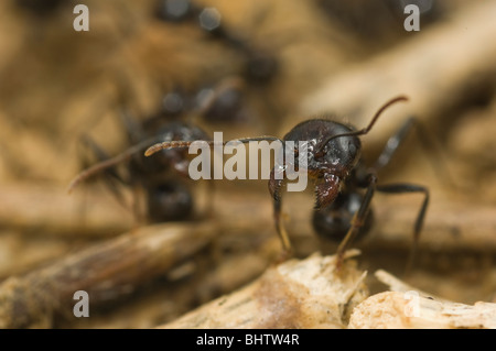 Messor barbarus ant la récolte Banque D'Images