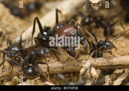 Messor barbarus ant la récolte Banque D'Images