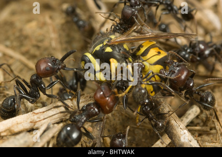 Messor barbarus travailleurs ant la capture d'un attaquant wasp Banque D'Images