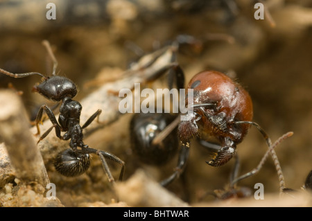 Messor barbarus ant la récolte Banque D'Images