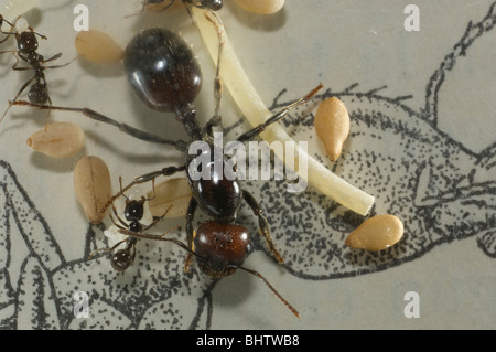 Messor barbarus la récolte (Queen ant dans des conditions insectarium) Banque D'Images