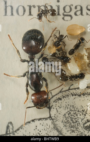 Messor barbarus la récolte ant(Reine en conditions contrôlées insectarium) Banque D'Images