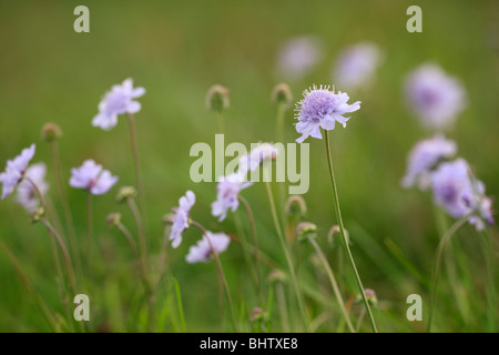 Petit Scabious ou Dove's foot scabious, Latin : Scabiosa columbaria ; Allemand : Taubenskabiose Banque D'Images