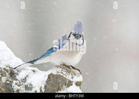 Geai bleu perché dans la neige Banque D'Images