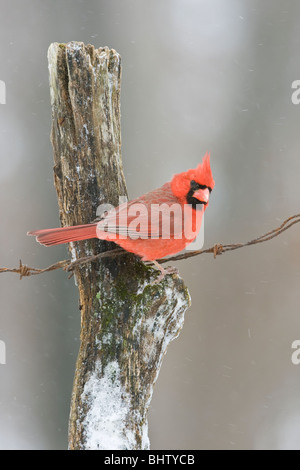 Cardinal rouge perché sur piquet en hiver - verticale Banque D'Images