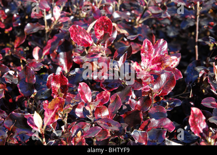 Close-up de Pittosporum tenuifolium 'Tom Thumb'. Banque D'Images