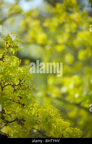 Norway Maple, Acer platanoides, blossom Banque D'Images