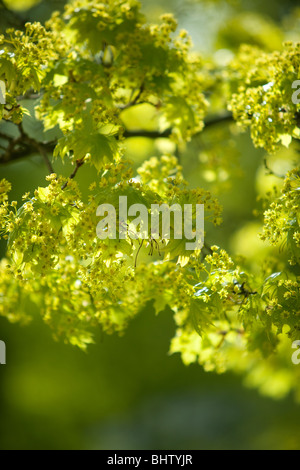 Norway Maple, Acer platanoides, blossom Banque D'Images