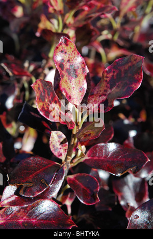 Close-up de Pittosporum tenuifolium 'Tom Thumb'. Banque D'Images