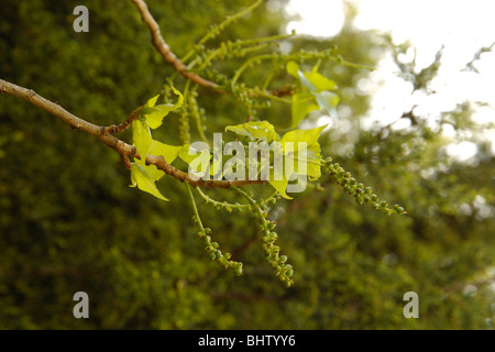 Peuplier noir hybride Populus x canadensis, fleurs Banque D'Images