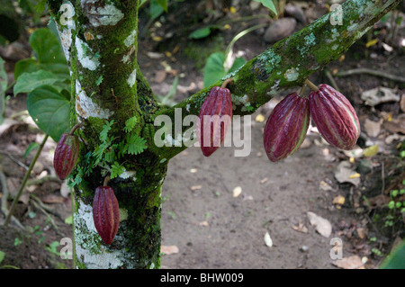 La pendaison les cabosses de cacao growing on tree à Sainte-Lucie dans les forêts tropicales vert mousse et des fougères aussi de plus en plus sur l'écorce Banque D'Images