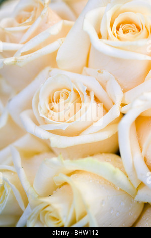 White Rose close-up Banque D'Images