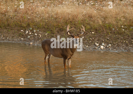 Le cerf buck(s) à l'automne Banque D'Images