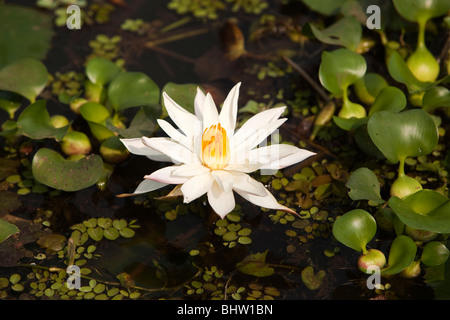 L'Inde, le Kerala, Alappuzha, Chennamkary, backwaters, waterlilly floraison dans les eaux peu profondes près de riverbank Banque D'Images