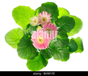 Un pot de belles fleurs gerbera rose isolé sur fond blanc Banque D'Images