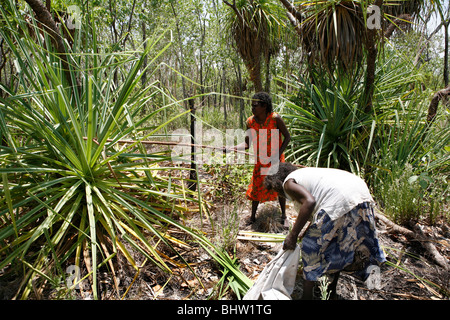 Les femmes autochtones des feuilles dans la nature (la terre d'Arnhem, Australie) Banque D'Images