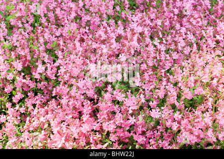 Fleurs rose Phlox subulata ''Zosia' dans spring park (arrière-plan) Banque D'Images