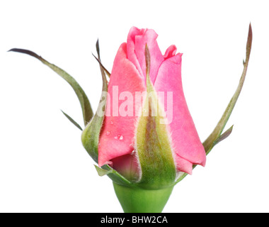 Bourgeon d'explosifs belle fleur rose isolé sur fond blanc Banque D'Images