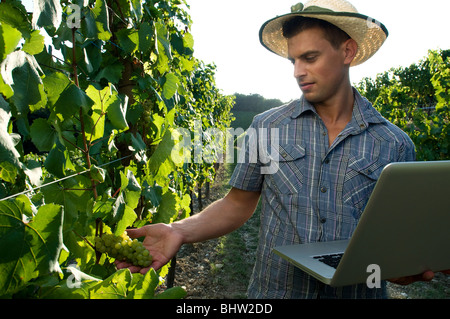 Jeune homme de vineyard holding laptop Banque D'Images