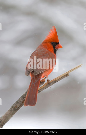 C'est un Cardinal mâle du Midwest des États-Unis perché sur une branche près d'un lieu d'alimentation. Banque D'Images